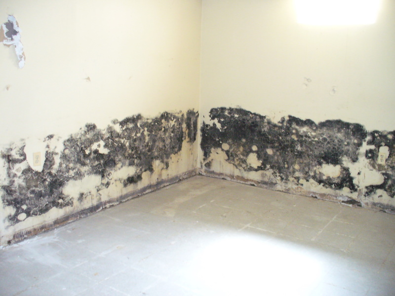 Major mold in a Wayne County Home