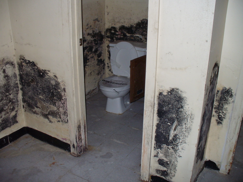 Mold in Oakland County Michigan